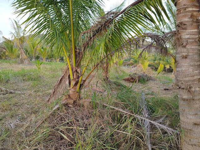 ขายที่ดินพร้อมสวนมะพร้าว 7 ไร่กว่า อำเภอกุยบุรี จังหวัดประจวบคีรีขันธ์ ในตำบลสามกระทาย โทร 081-011-7012